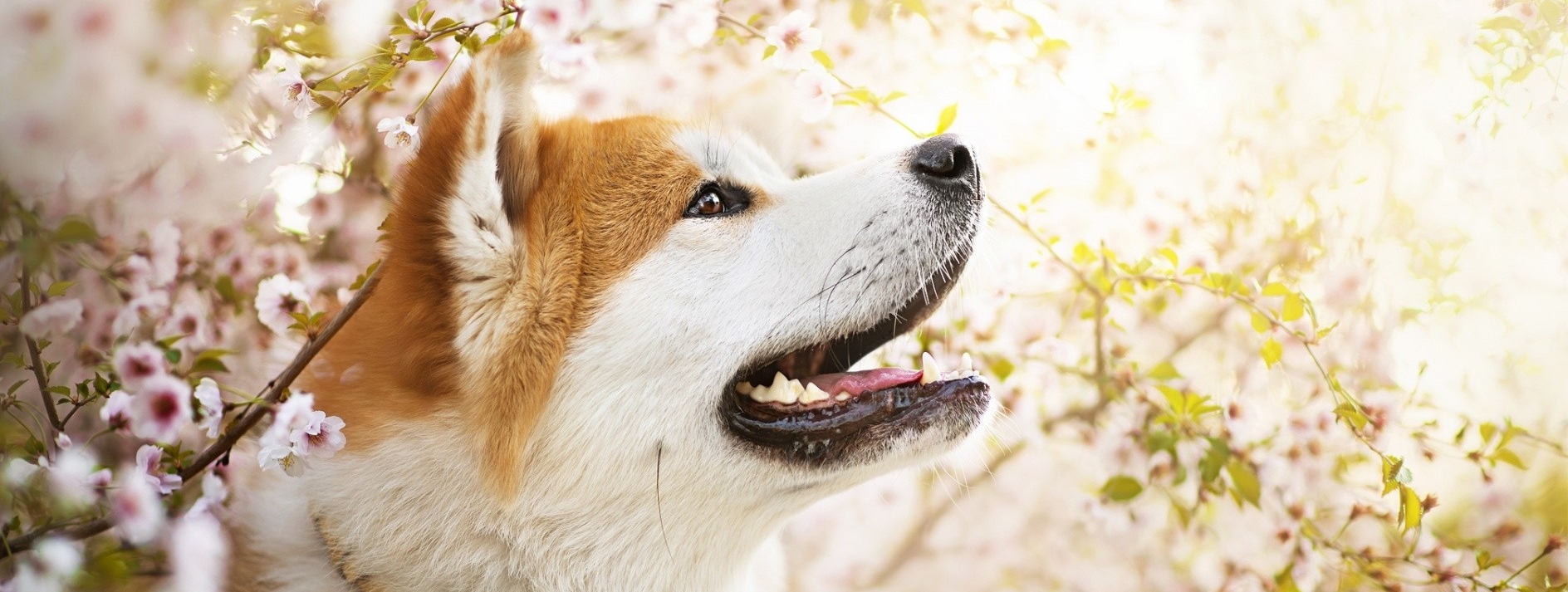 Un shiba